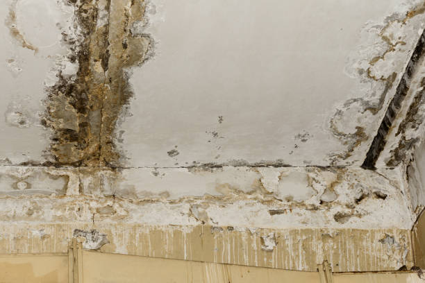 Best Carpet water damage restoration  in Gastonia, NC